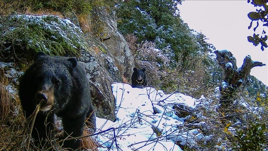 Bear sightings hit record in Japan