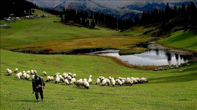 Hayvancılık desteklemelerinin uygulanmasında düzenlemeye gidildi