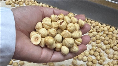 Türkiye, fındık ihracat sezonunun ilk iki ayında 351 milyon doları aşkın gelir sağladı