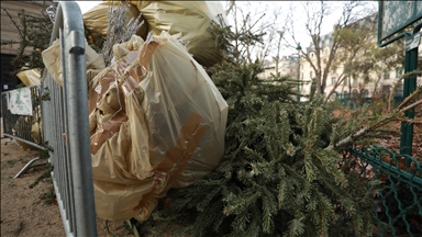 Parasite that destroys pine trees reported for 1st time in France