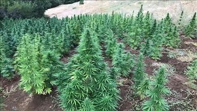 المغرب: انخفاض مساحات القنب الهندي غير المشروع 85 بالمئة منذ 2003