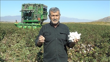 Li Gazîentabê komkirina pembû dest pê kir