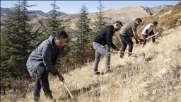 Li Tunceliyê kesên ku siruştê hez dikin li erdên beyar berûyan datînin