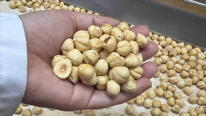 ترکیه طی 10 ماه از صادرات فندق 1.8 میلیارد دلار درآمد کسب کرد