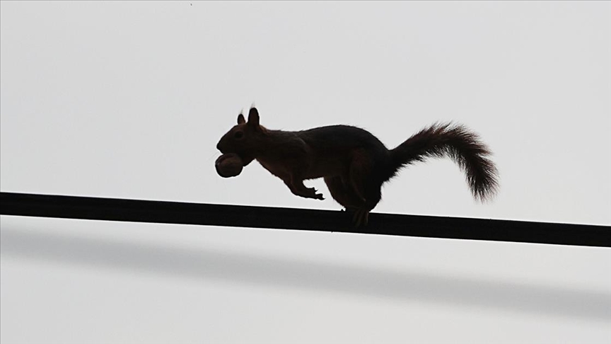 Samsun'un Alaçam ilçesinde sonbahar güzelliklerine sincaplar eşlik ediyor