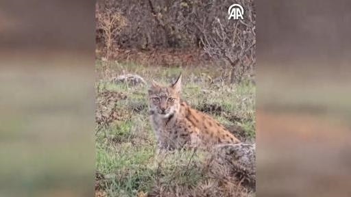 Karabük'te nesli tehlike altındaki vaşak görüntülendi