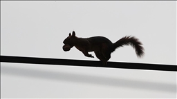 Samsun'un Alaçam ilçesinde sonbahar güzelliklerine sincaplar eşlik ediyor