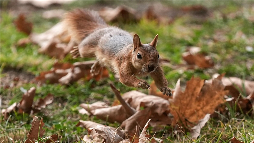 تركيا.. السناجب تتهادى على أوتار الخريف في صامصون