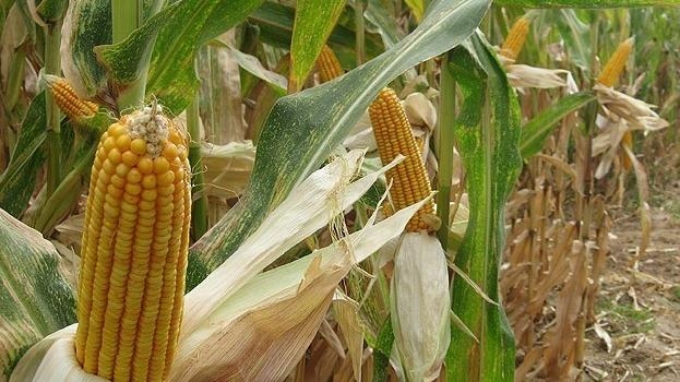 Malawi bans exportation of maize to improve food security as hunger bites