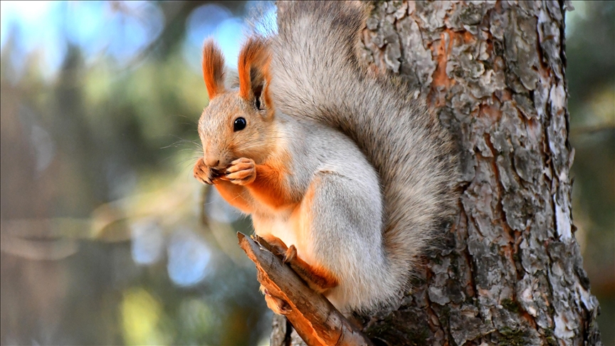 Kars'ta kızıl sincaplar kış uykusu hazırlıklarına başladı