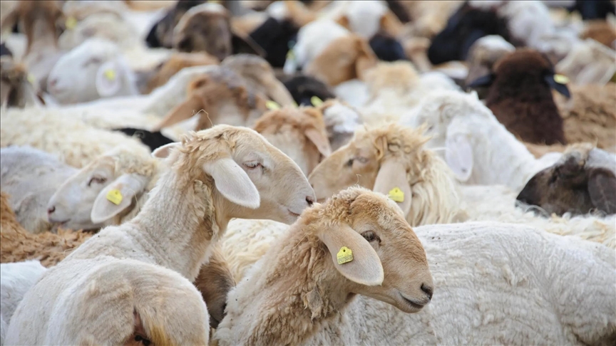Казахстан продлил ограничения на вывоз овец, коз и бычков 