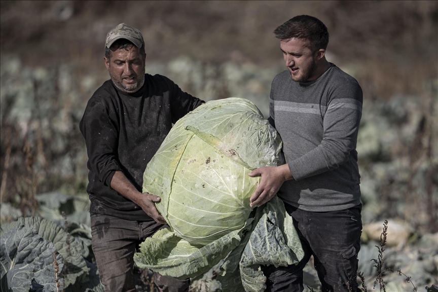 Turski farmeri uzgojili džinovski kupus od 57 kilograma