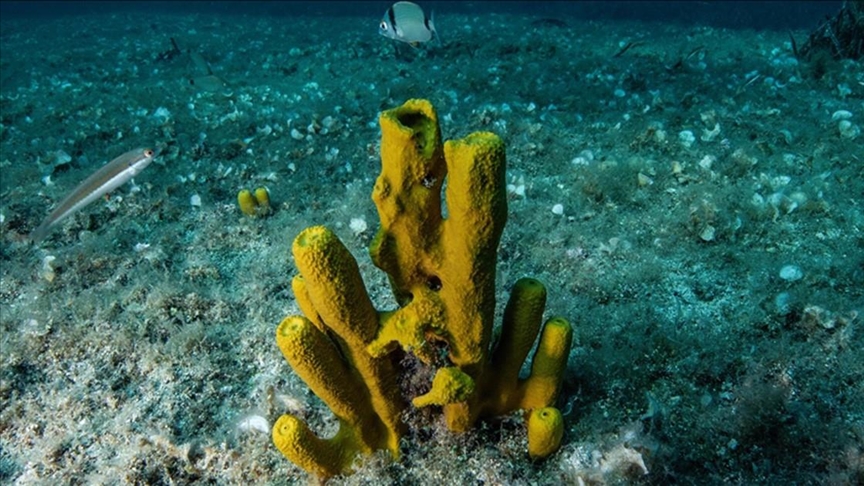 Ученые предупреждают о риске нарушения пищевой цепочки