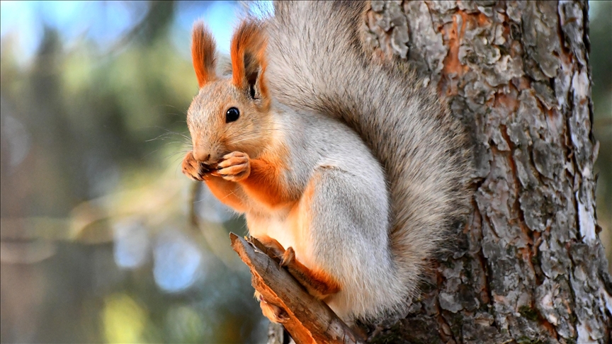 Li Qersê sîmoreyên sor dest bi amadekariya xewa çileyê kirin