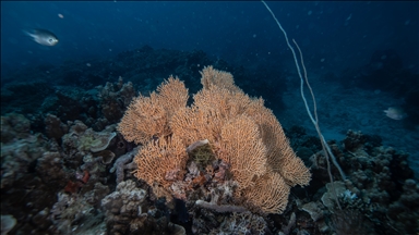 New study offers cautious hope for Great Barrier Reef amid rising global temperatures