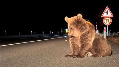 Kars'ta bitkin bulunan bozayı yavrusu tedavi altına alındı