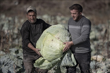 Turski farmeri uzgojili džinovski kupus od 57 kilograma