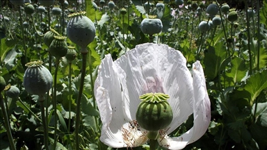 ООН: В Афганистане производство опиума по сравнению с прошлым годом сократилось на 20% 