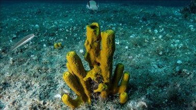 Ученые предупреждают о риске нарушения пищевой цепочки