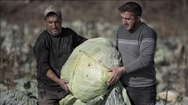 Fermerët turq kultivojnë lakër gjigante me peshë mbi 50 kilogramë
