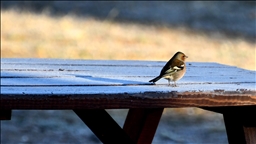 Li Qersê serma û qiravî çêbû