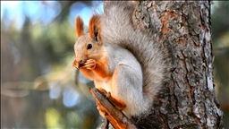 Kars'ta kızıl sincaplar kış uykusu hazırlıklarına başladı
