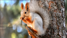 Li Qersê sîmoreyên sor dest bi amadekariya xewa çileyê kirin