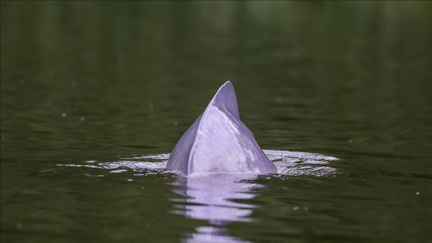 Amazon’s boiling lake killed hundreds of dolphins, study says as climate talks open in Brazil