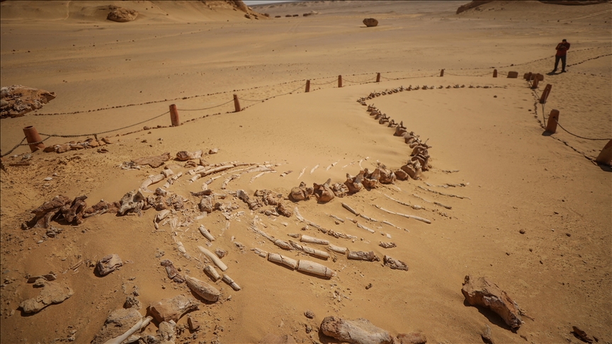 Egjipt   Lugina e Balenave  tërheq vizitorët me muzeun e hapur të fosileve