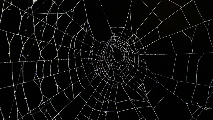 Arnavutluk-Yunanistan sınırında bir mağarada "dünyanın en büyük örümcek ağı" bulundu