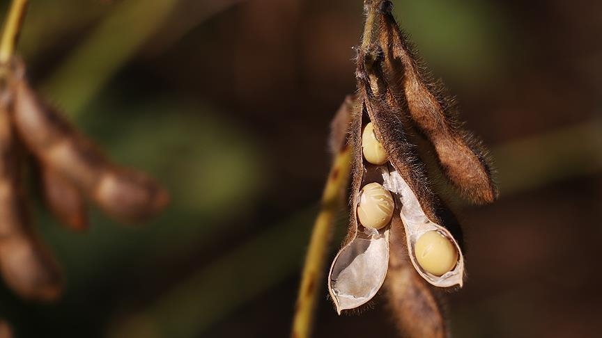 Kina pezullon kontrollet e eksportit mbi burimet strategjike  rifillon importet e sojës dhe trungjeve nga SHBA ja