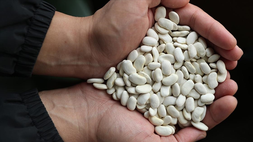 Erzincan'da geliştirilen ve tescillenen fasulyeler genetik miras olarak korunacak