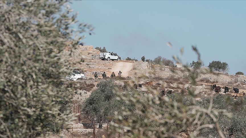 Filistin topraklarını gasbeden İsrailliler, Batı Şeria'da Filistinlilerin zeytin ağaçlarına zarar verdi