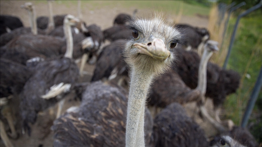 Canada’s top court clears path for culling of 400 ostriches amid bird flu fears