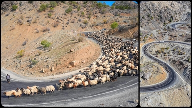 Göçerler 3 bin rakımlı yaylalardan kışlaklara dönüyor 