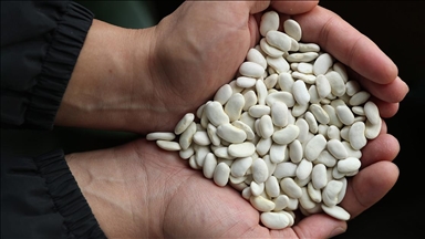 Erzincan'da geliştirilen ve tescillenen fasulyeler genetik miras olarak korunacak