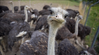 Canada’s top court clears path for culling of 400 ostriches amid bird flu fears