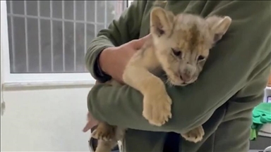 Illegally imported African lion cub seized in Istanbul