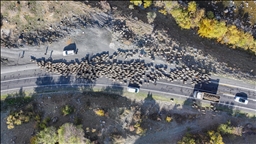 Koçer ji zozanên 3 hezar raqimî dadigerin