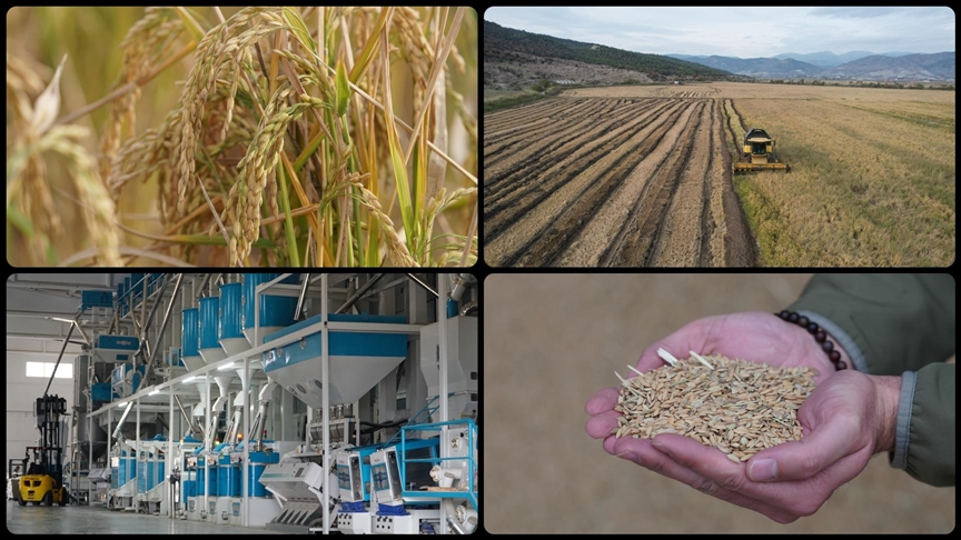 Modern kurutma pirinçte lezzet ve verim kalitesini artırıyor