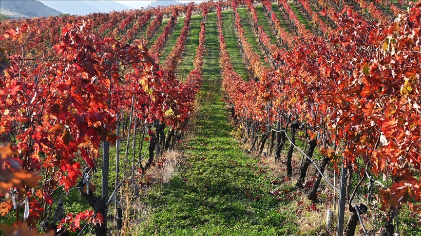 ألوان الخريف تصبغ "البلد المحروق" في مانيسا التركية