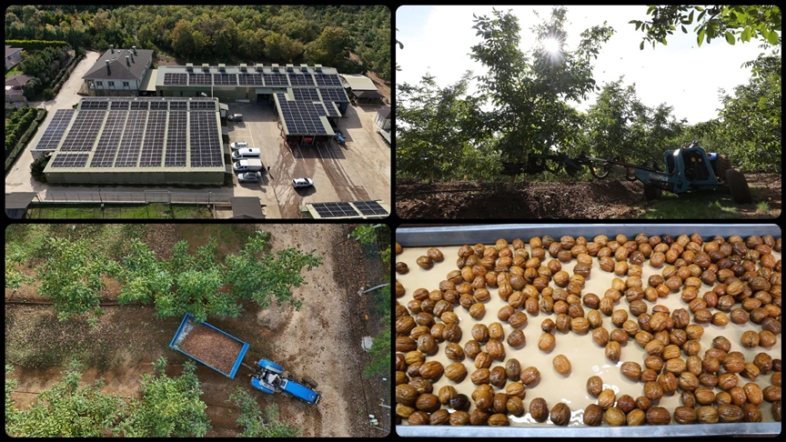  Kırklareli'nde kıraç alanda ceviz üretimine başlayan işletme elektriğini güneşten karşılıyor