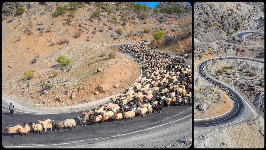 مع اقتراب الشتاء.. رعاة ديار بكر التركية يغادرون المرتفعات