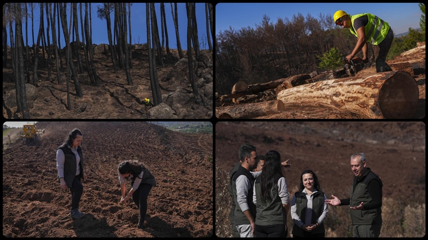 Yanan orman alanları hummalı çalışmayla yeni fidanlara hazırlanıyor