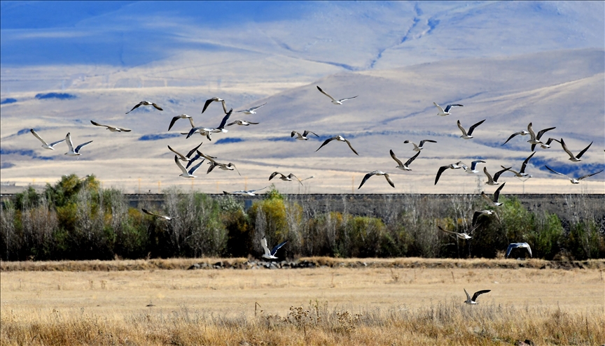 Li Qersê dîmenên çûkên ku bi sarbûna hewayê ra amadekariya koçê dikin hat kişandin