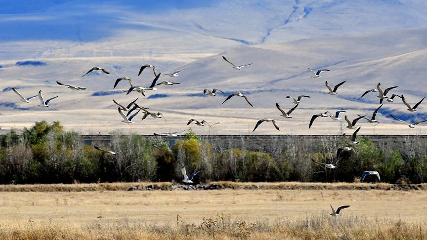 الطيور المهاجرة تتوقف شرقي تركيا للتزود بالطاقة في محطات طبيعية