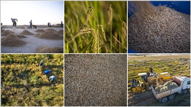 Erbil’in yerli pirinci Iraklıların sofralarına lezzet katıyor