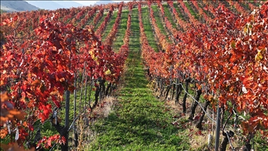 ألوان الخريف تصبغ "البلد المحروق" في مانيسا التركية