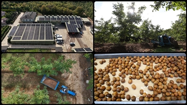  Kırklareli'nde kıraç alanda ceviz üretimine başlayan işletme elektriğini güneşten karşılıyor