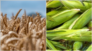 Arpa ve mısır ithalatında tarife kontenjanları 1 milyon ton olarak yeniden belirlendi